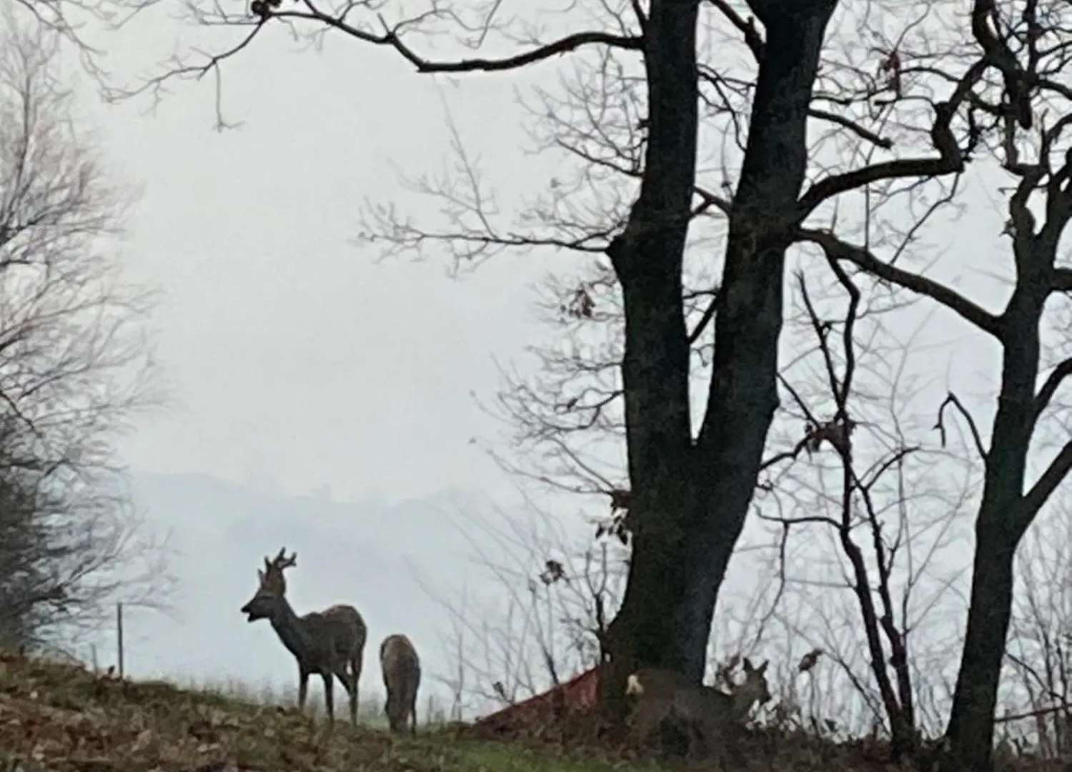 Agriturismo Glamping Pettirosso فراتّا تيرمي